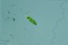 Euglena