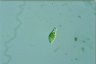 Euglena