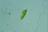 Euglena