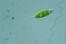 Euglena