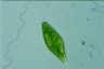 Euglena