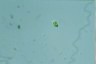 Euglena