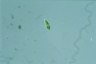 Euglena