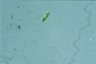 Euglena