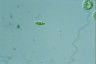 Euglena