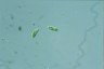 Euglena