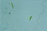 Euglena