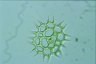 Pediastrum simplex