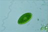 Oocystis