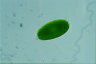 Oocystis