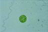 Oocystis