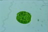 Oocystis