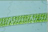 Spirogyra