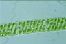 Spirogyra