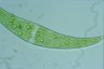 Closterium ehrenbergii