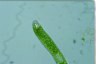 Euglena ehrenbergii