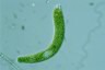 Euglena ehrenbergii