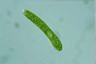 Euglena ehrenbergii