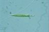 Euglena acus