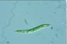 Euglena deses