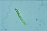 Euglena deses