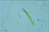 Euglena deses