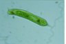 Euglena oxyuris