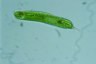 Euglena oxyuris