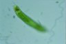 Euglena oxyuris