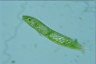 Euglena spirogyra