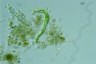 Euglena deses