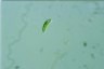 Euglena