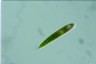 Euglena