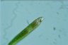 Euglena