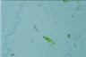 Euglena