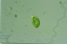 Euglena