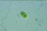 Cylindrocystis