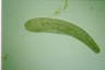 Spirostomum ambiguum