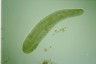 Spirostomum ambiguum