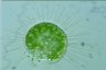 Acanthocystis turfacea