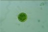 Acanthocystis turfacea