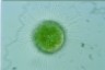 Acanthocystis turfacea