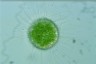 Acanthocystis turfacea