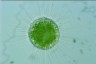 Acanthocystis turfacea