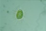 Acanthocystis turfacea