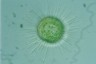 Acanthocystis turfacea