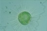 Acanthocystis turfacea