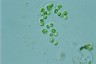 Apiocystis brauniana