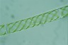 Spirogyra