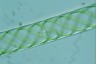 Spirogyra